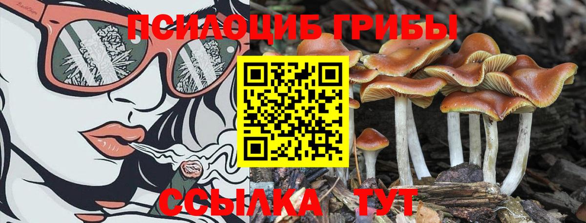 Псилоцибиновые грибы Psilocybine cubensis Волжский